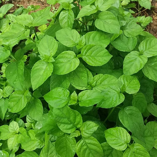 阳台易种菜嫩茎好滋味血通菜苗盆栽活力菜苗宽叶十错扦插苗子