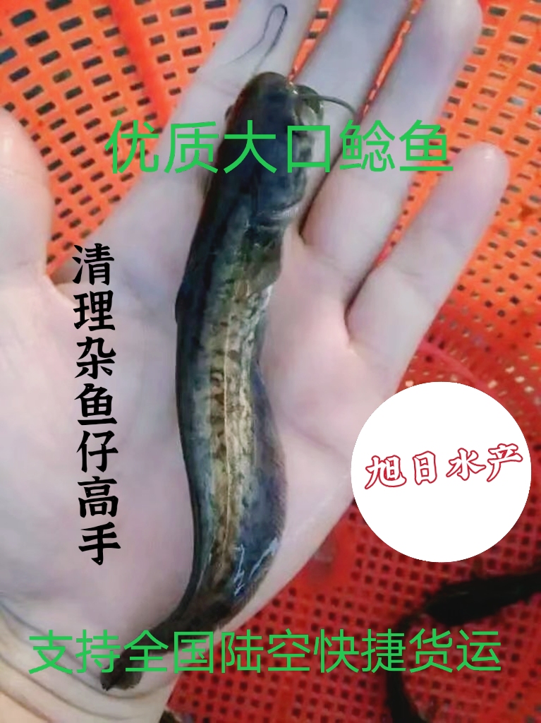 广州大口鲶鱼苗 杂交大口鲶鱼，鲶鱼