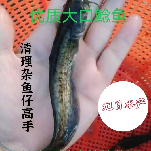 广州大口鲶鱼苗 杂交大口鲶鱼，鲶鱼