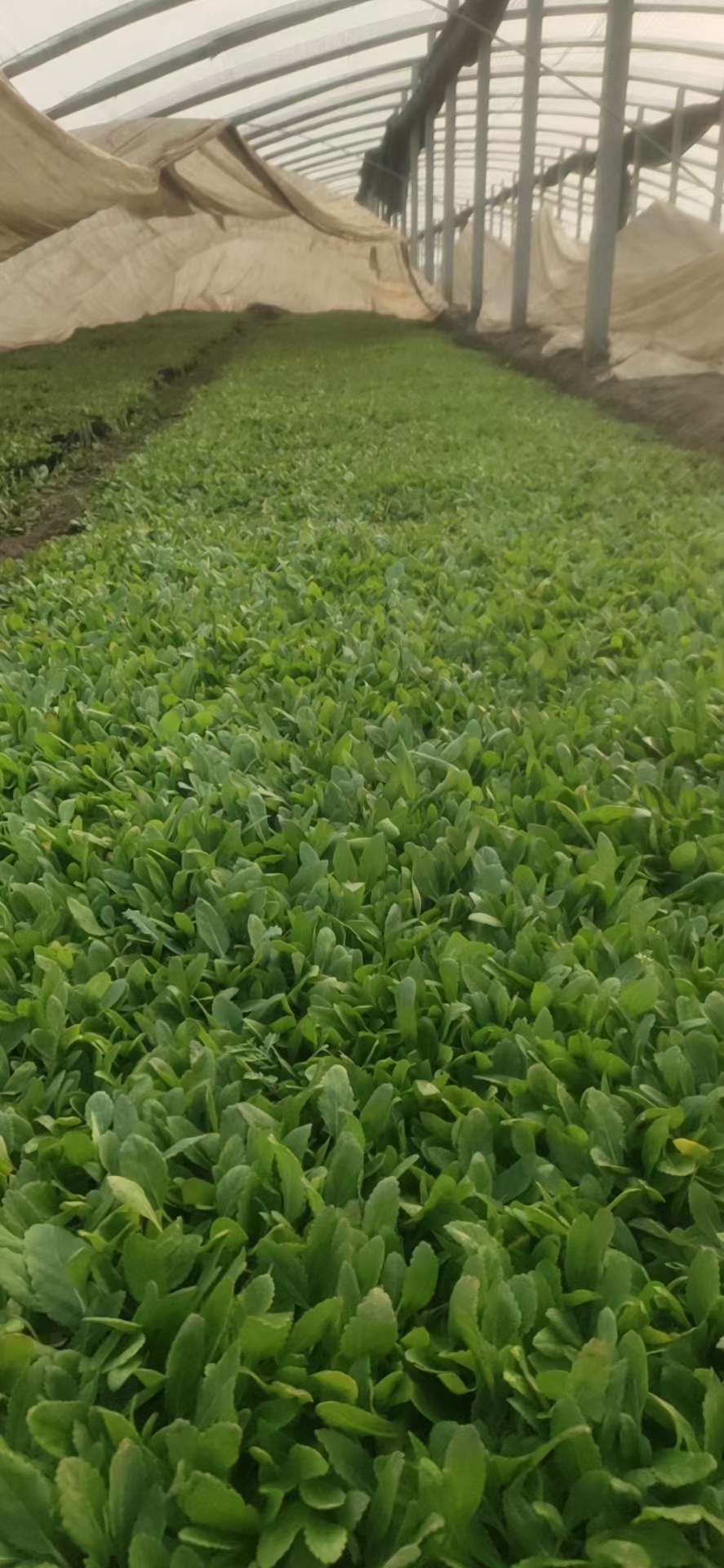 黑心菊苗 黑心菊  多年生地被