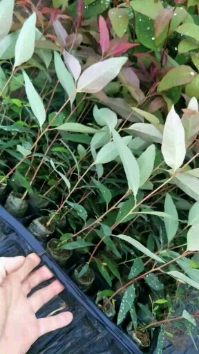 遂溪县DH3229桉树 按树苗