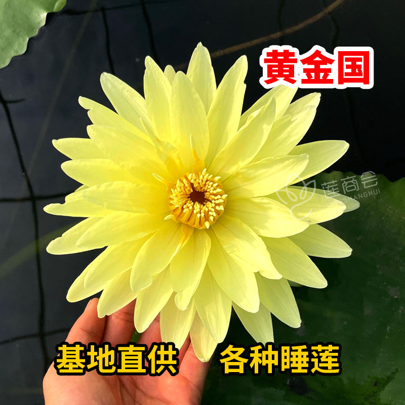 水生睡莲种苗 莲藕苗 盆栽莲花种子