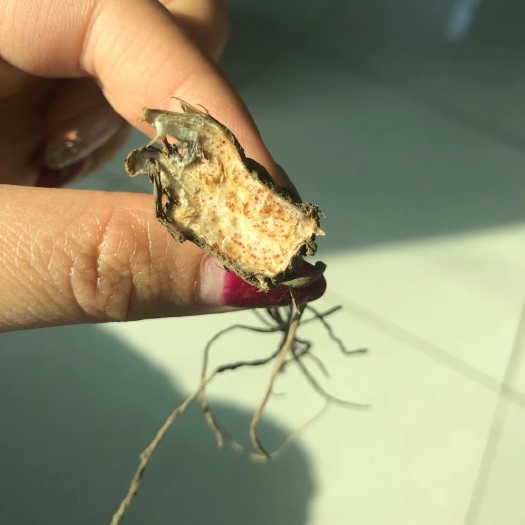 桓仁县北苍术种苗  北苍术朱砂点一年苗