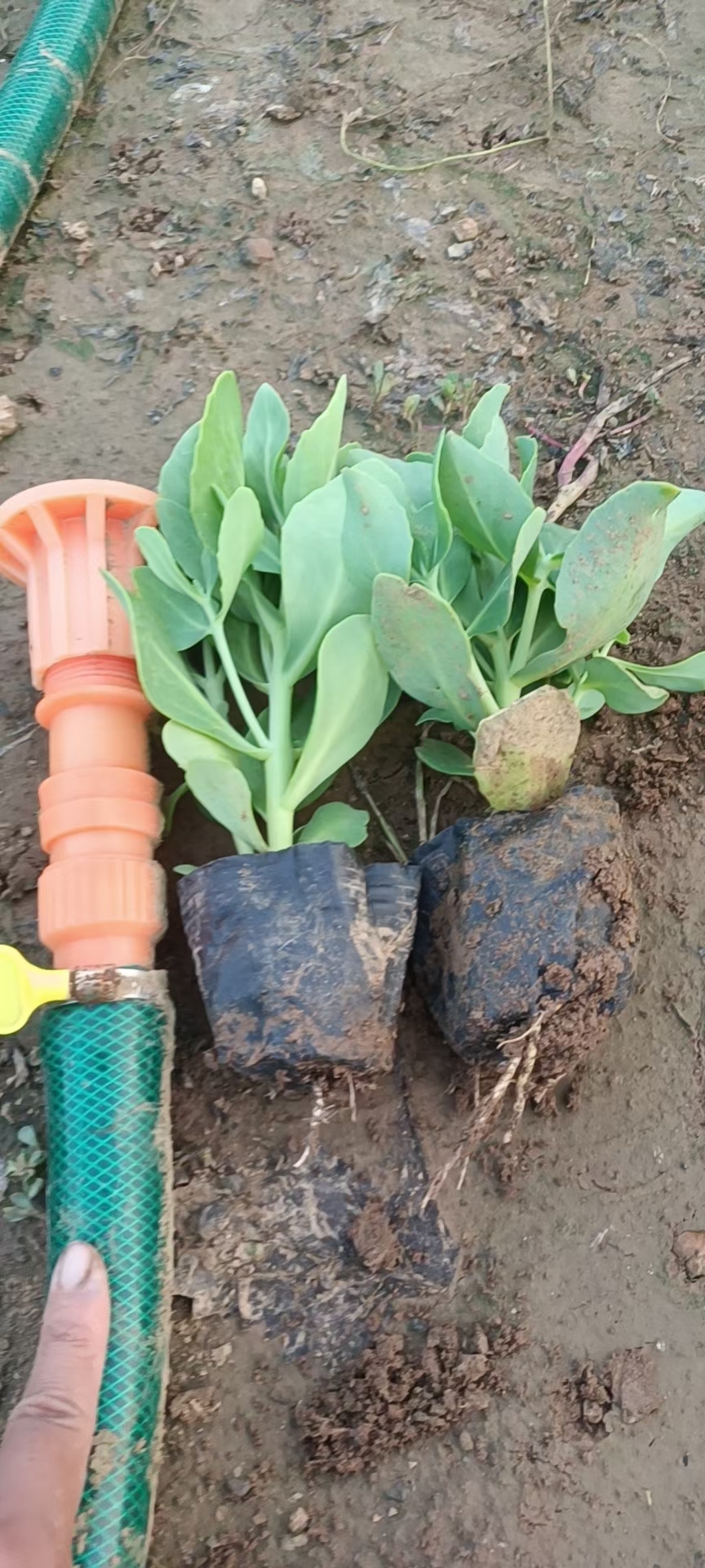  八宝景天 多年生 基地直供质优价廉