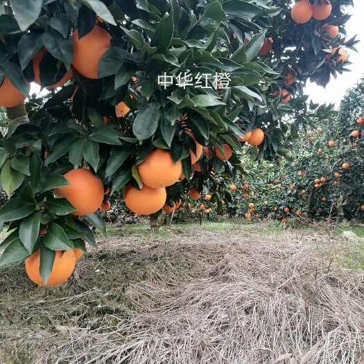 秭归县中华红橙一件代发