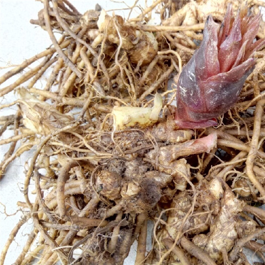 芦山县阳荷种苗，优质阳荷种根，成活率99%，现挖现发！