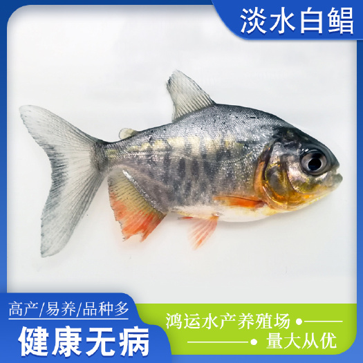 东莞市 渔场直供 淡水鲳鱼苗 白鲳鱼苗 红鲳鱼苗