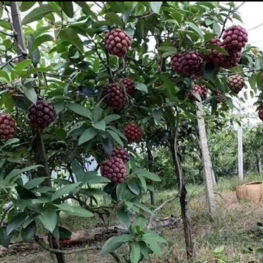 鄱阳县粉红黑老虎苗  粉红黑老虎大苗 布福娜带土大苗挂果树