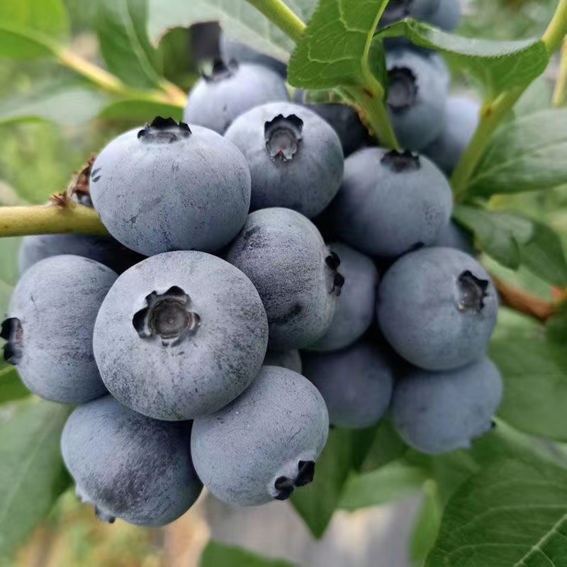 澄江市綠寶石藍莓  藍莓  云南撫仙湖現摘露天藍莓一件代發，整車，冷鏈空運