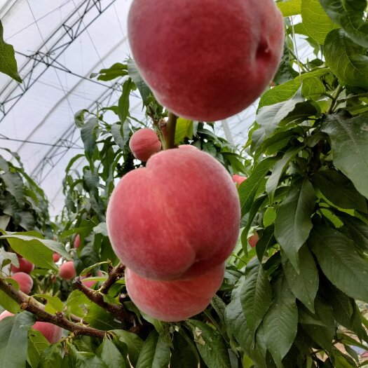 乐亭县 乐亭县水蜜桃三月份大量上市