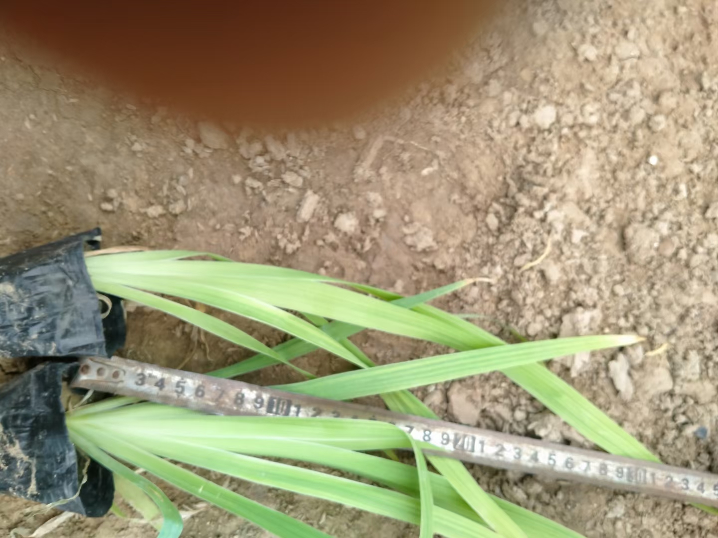 射干种苗 射干  多年生 基地直供质优价廉