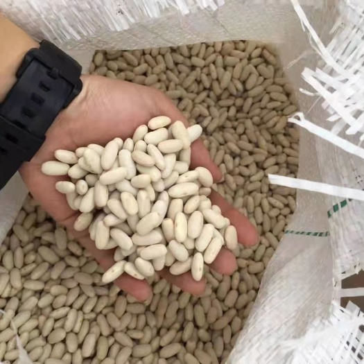 耿马县干扁豆 干白扁豆 药用白扁豆