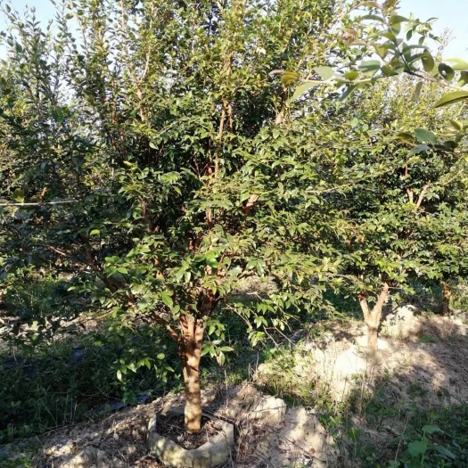 博罗县嘉宝果苗 嘉宝果6年树，头径4.5分左右