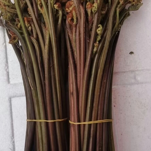 赫章县 2022年蕨菜刚上市，野生蕨菜，新鲜蕨菜，现采现发