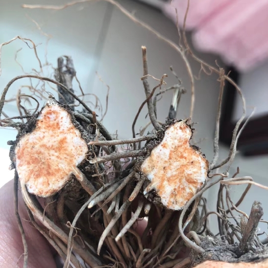 桓仁县北苍术种苗  北苍术朱砂点二年苗