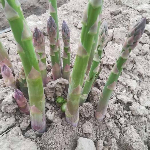 曹县芦笋根  半年可采收笋芽粗大高产芦笋苗