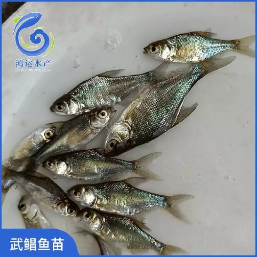 东莞市 武昌鱼苗 边鱼苗 三角鲂 鳊鱼苗 苗场直供 价格优