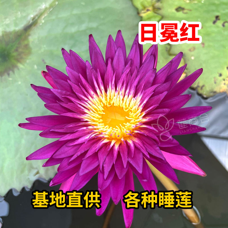 水生睡莲种苗 莲藕苗 盆栽莲花种子