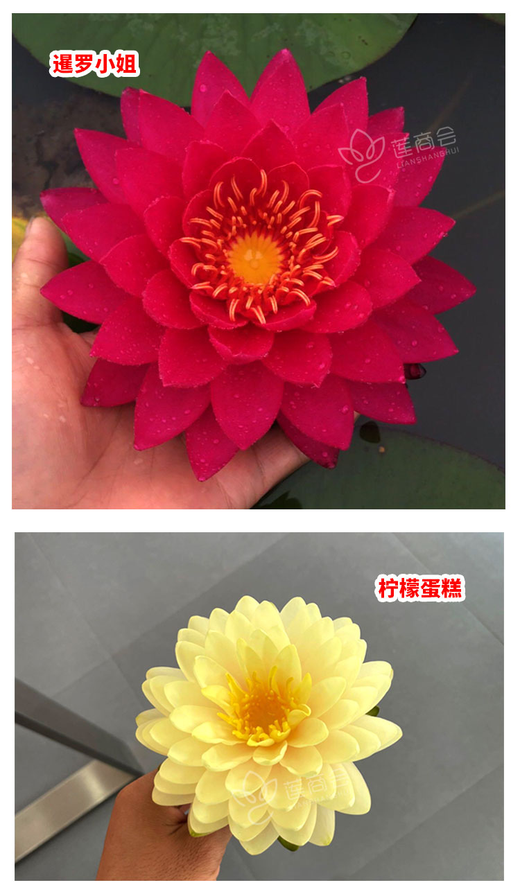 水生睡莲种苗 莲藕苗 盆栽莲花种子