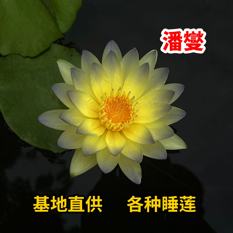 水生睡莲种苗 莲藕苗 盆栽莲花种子