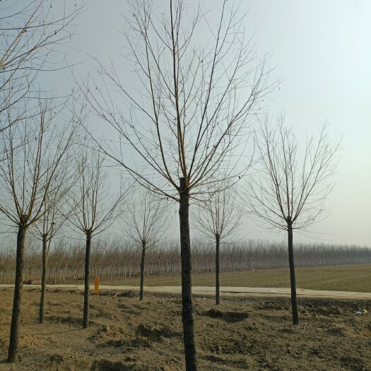 博野县旱柳产地直销12公分旱柳，价格低