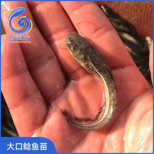 东莞市 大口鲶鱼苗 南方大口鲶鱼苗 产地直销