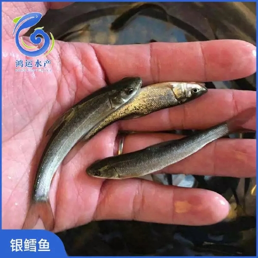东莞市 银鳕鱼苗 大鳞鲃银鳕苗 产地直销 价格实惠