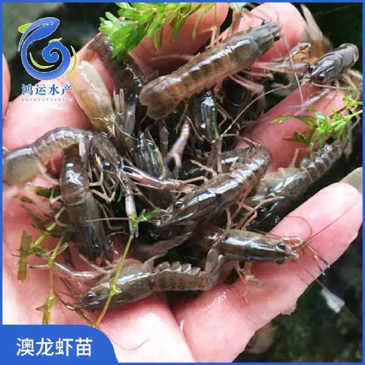东莞市 澳洲龙虾苗 澳龙苗 罗氏沼虾苗淡水养殖 提供技术指导
