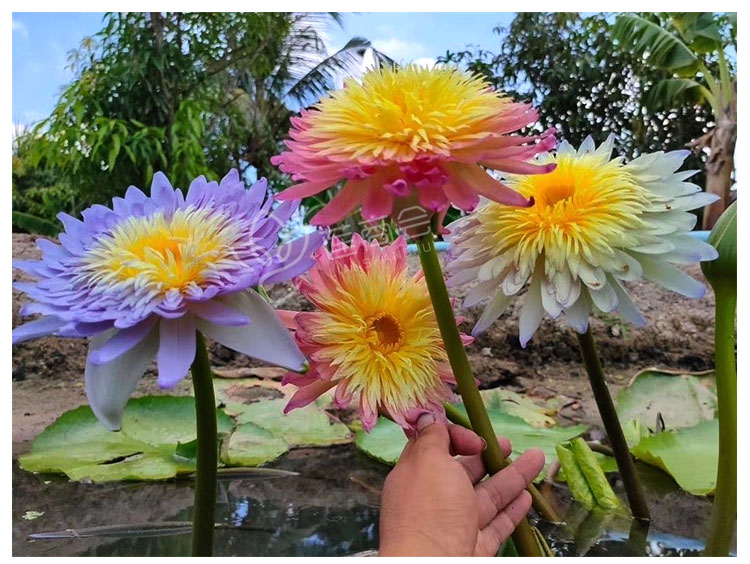 水生睡莲种苗 莲藕苗 盆栽莲花种子