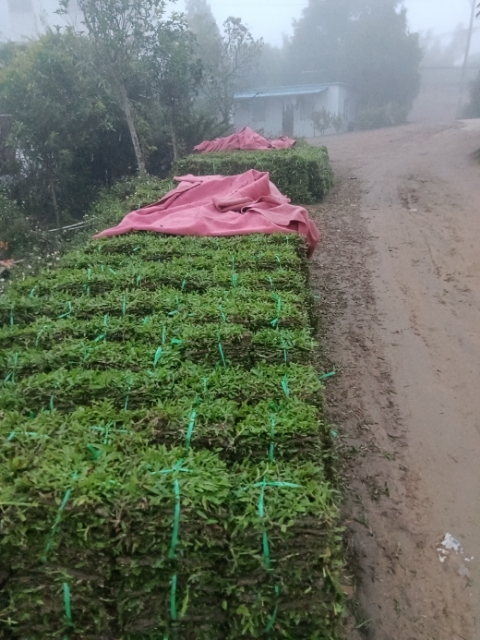 四会市大叶油草 绿化草皮