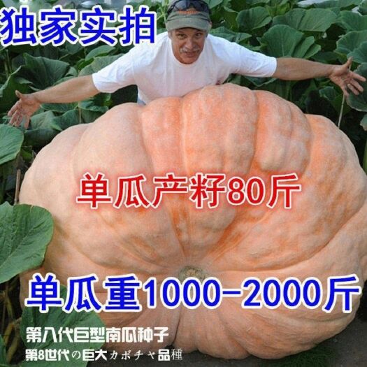 东营南瓜子 巨型南瓜种子。巨型南瓜。30粒一包