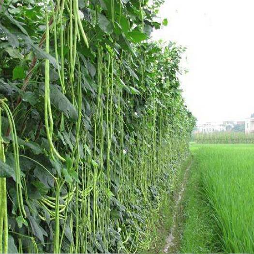 昆明豆角 豇豆