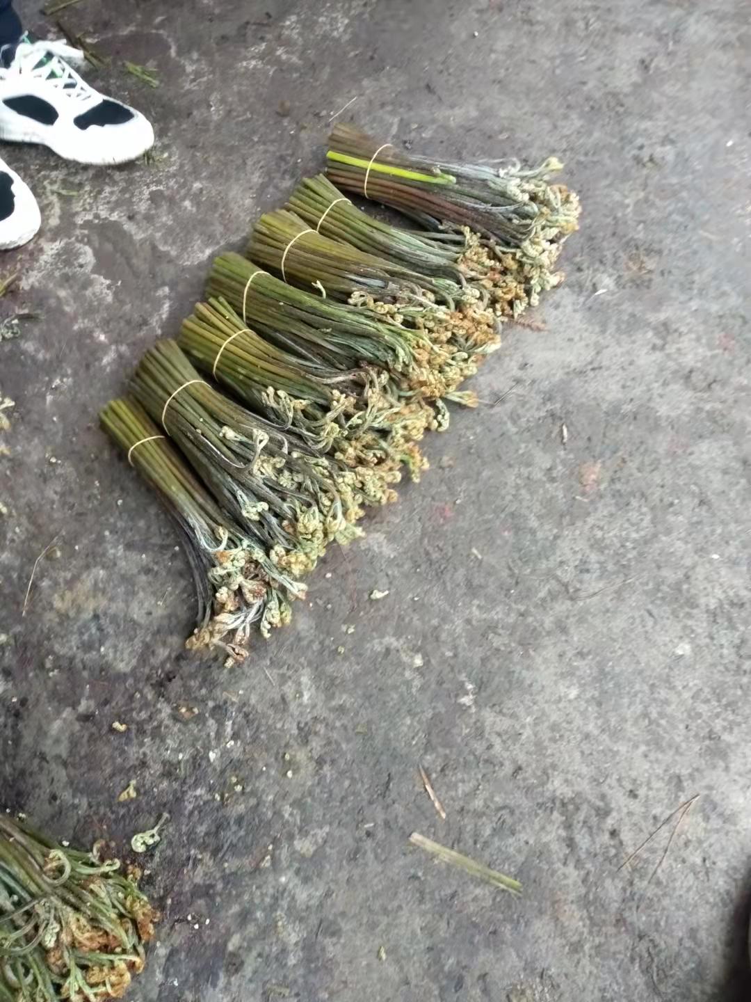 蕨菜 四川省宜宾市叙州区 鲜货