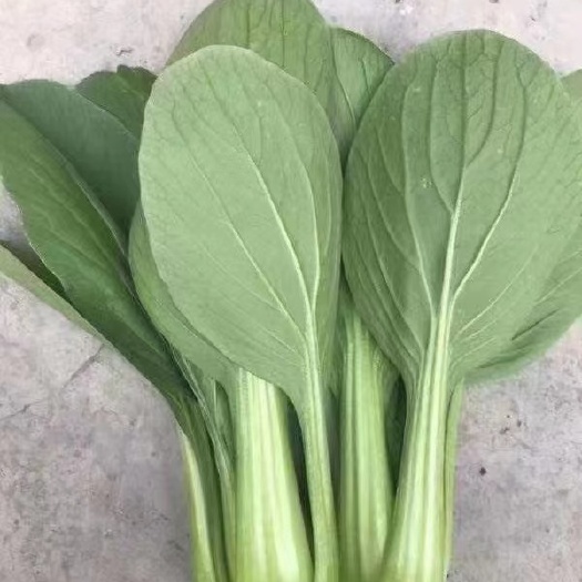 曹县上海青 【精选】精品上海清油菜现货，产地直发，常年供应，