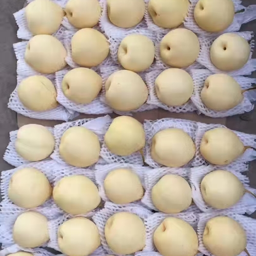 辛集市皇冠梨 大量有货各种水果