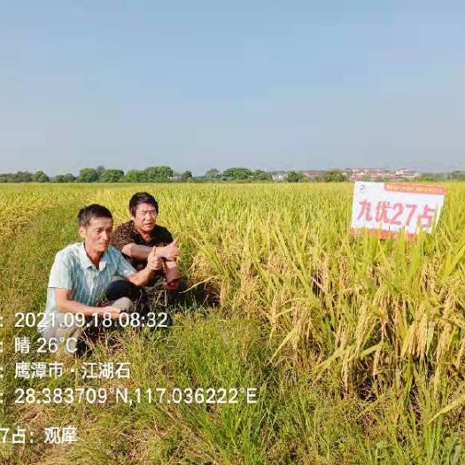 丰城市 九优27占，高产抗倒中稻品种，做再生稻首先品种，谁种谁开心！