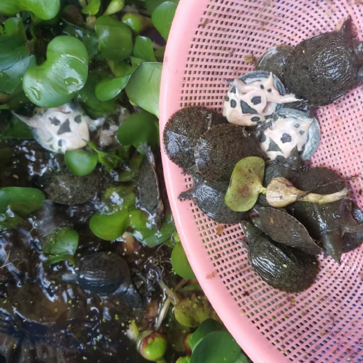 麻阳县杂交甲鱼苗