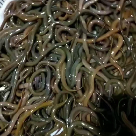 南宁黄鳝苗 