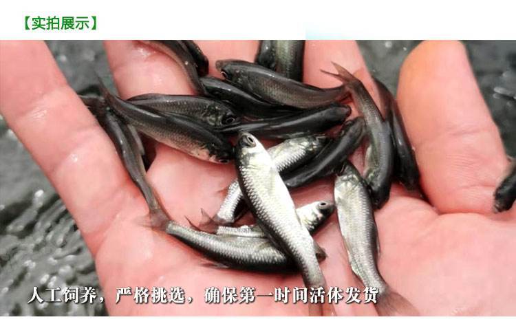 宜良县青鱼苗 青鱼鱼苗