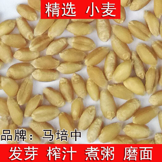 西华县小麦种子 常规种 预包装 