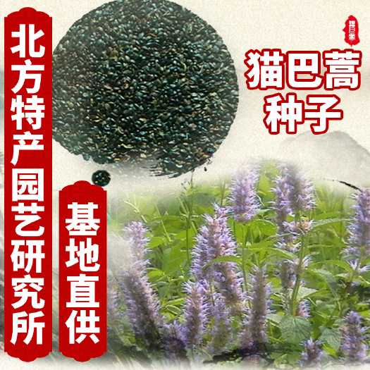 通化县藿香种子  出售猫巴蒿（野藿香）种子，提供种子种植技术资料