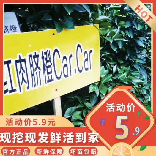 安远县血橙苗 卡拉血橙苗 防虫网 全程培育 无病毒 无药害无溃疡。