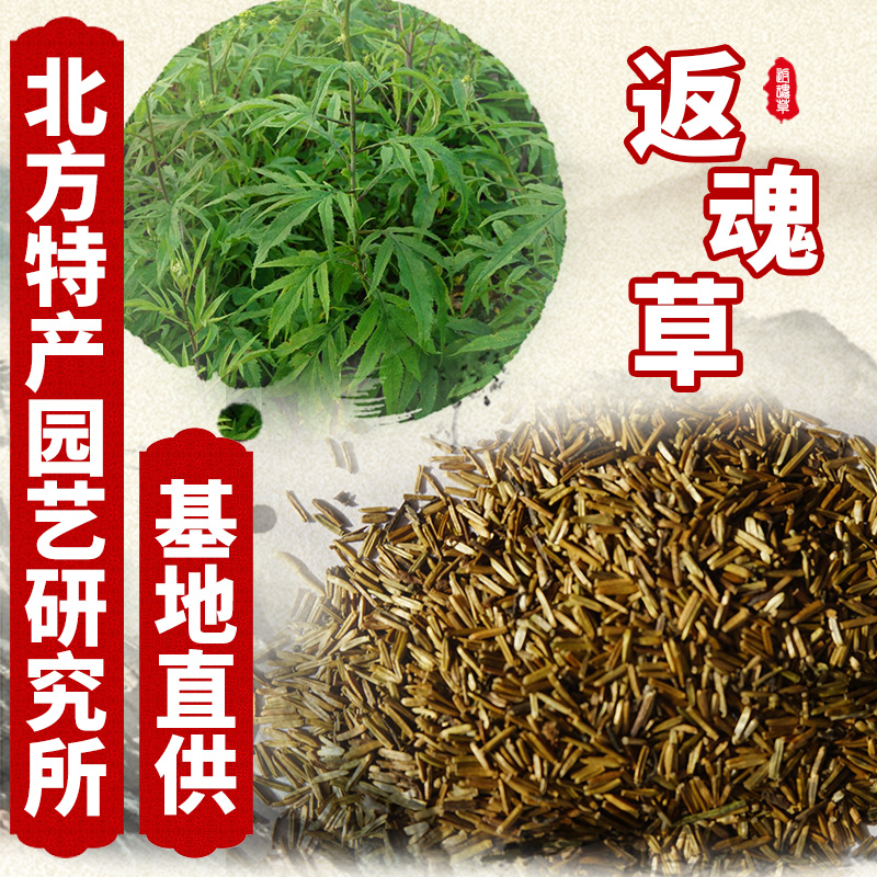 通化县出售新采摘返魂草种子，又叫还魂草种子 免费提供种子种植资料