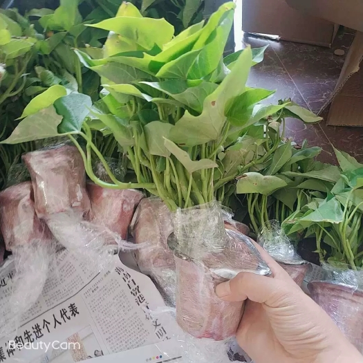 苕尖 带根发货食叶型红薯 地瓜叶福薯18号番薯专吃叶子山芋苗蔬