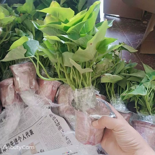 漳州苕尖 带根发货食叶型红薯 地瓜叶福薯18号番薯专吃叶子山芋苗蔬
