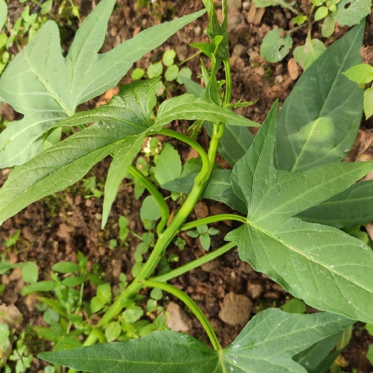 红薯叶 广东番薯叶 地瓜叶苗 食用型苕嫩尖苗专吃叶子阳台蔬菜福薯