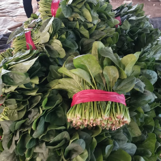 精品菠菜 大叶菠菜供应全国批发市场社区团购超市电商代发全国