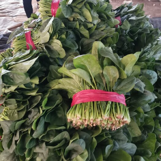 聊城精品菠菜 大叶菠菜供应全国批发市场社区团购超市电商代发全国