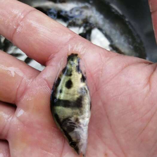 宜良县鳜鱼苗 鳜鱼鱼苗