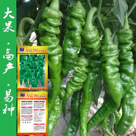 成都螺丝椒种子四季庭院大田阳台可盆栽皱皮辣椒籽原装辣椒种子大全